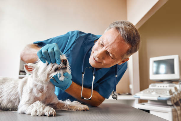 Best Emergency Treatment for Dental Infections or Abscesses in Strawberry Plains, TN